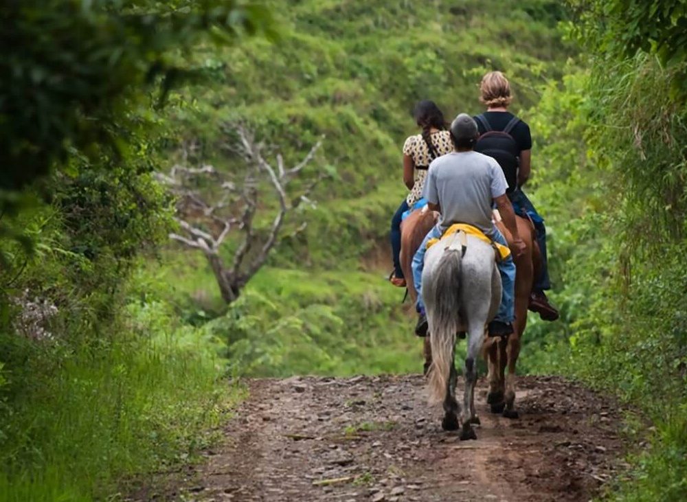 Group riding horses through lush forested area