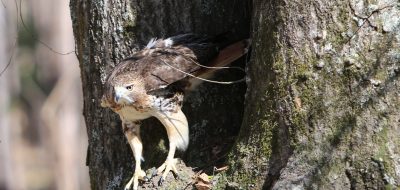 Hawk perched on tree
