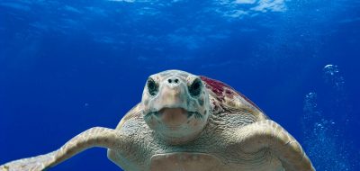 A loggerhead turtle swims in the sparkling seas for an animal encounter.