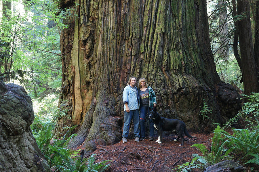 A couple with dog standing in front of a giant redwood with ferns in the foreground.