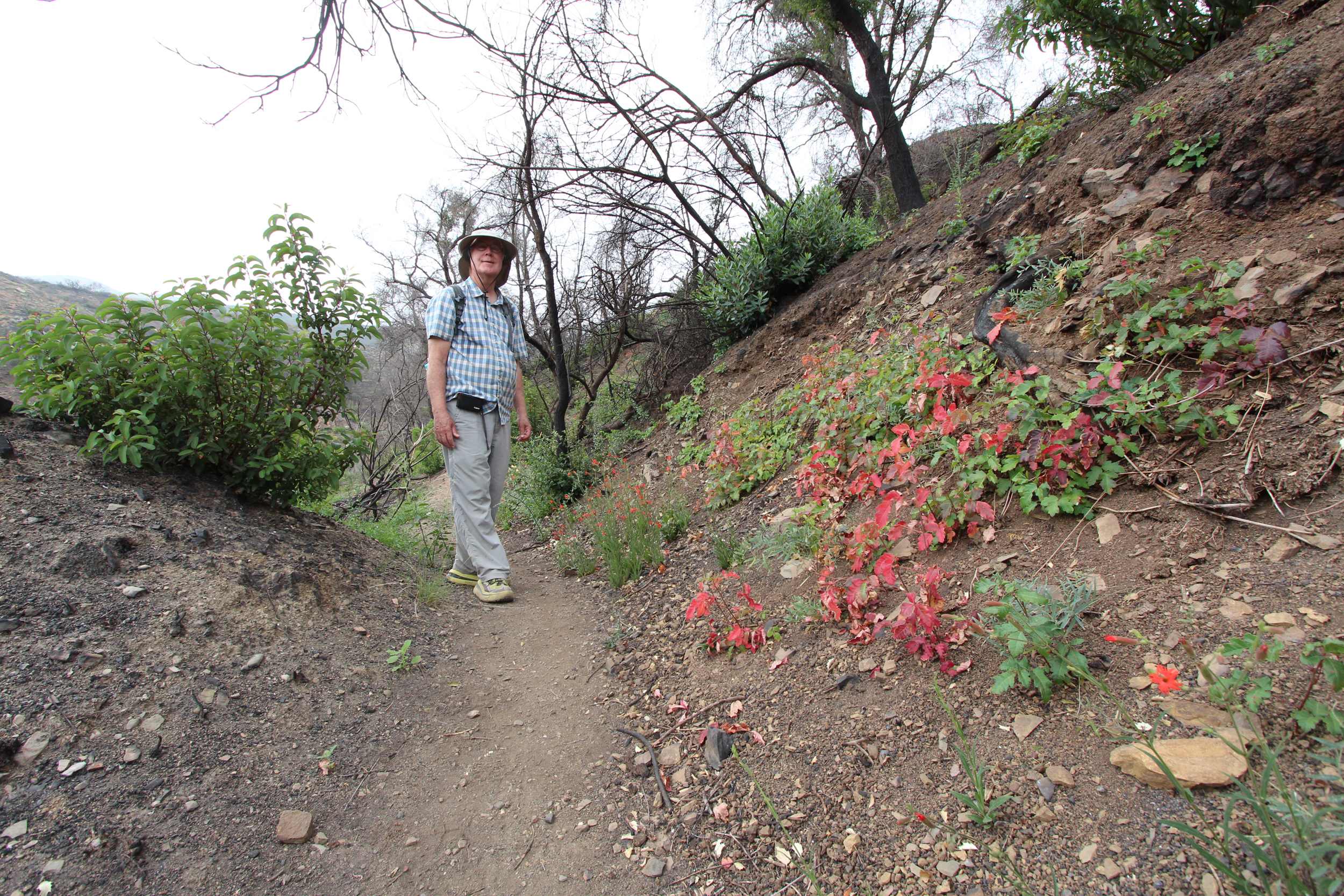 A hiker navigates a trail with sumac on one side and poison oak on the other.
