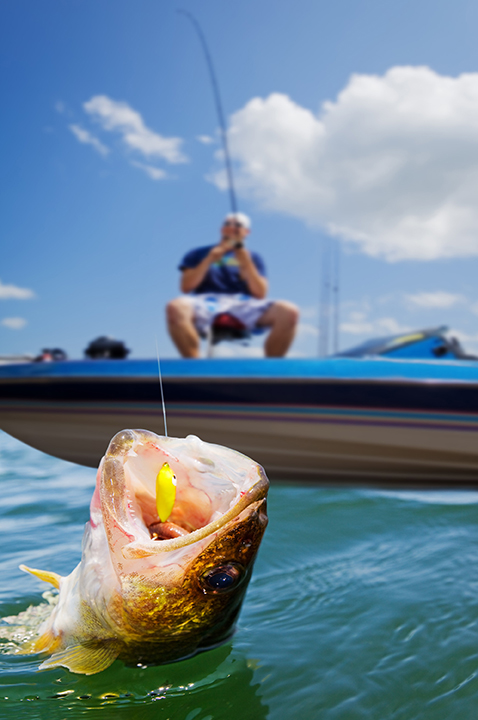 A fish bits down on a hook as a fisherman gets ready to haul it in.