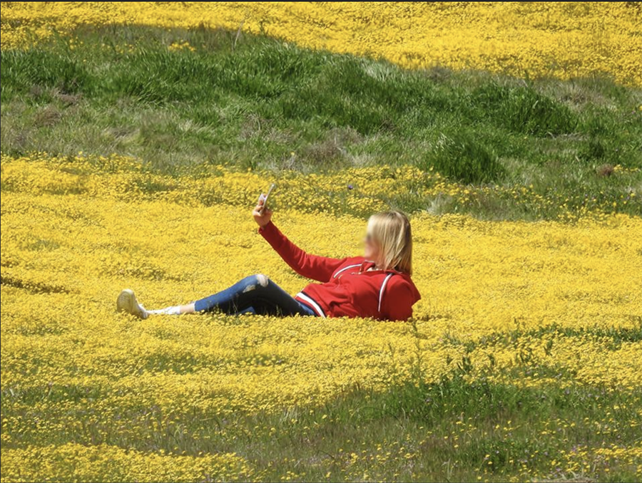 Super Bloom selfies leave damage in their wake.