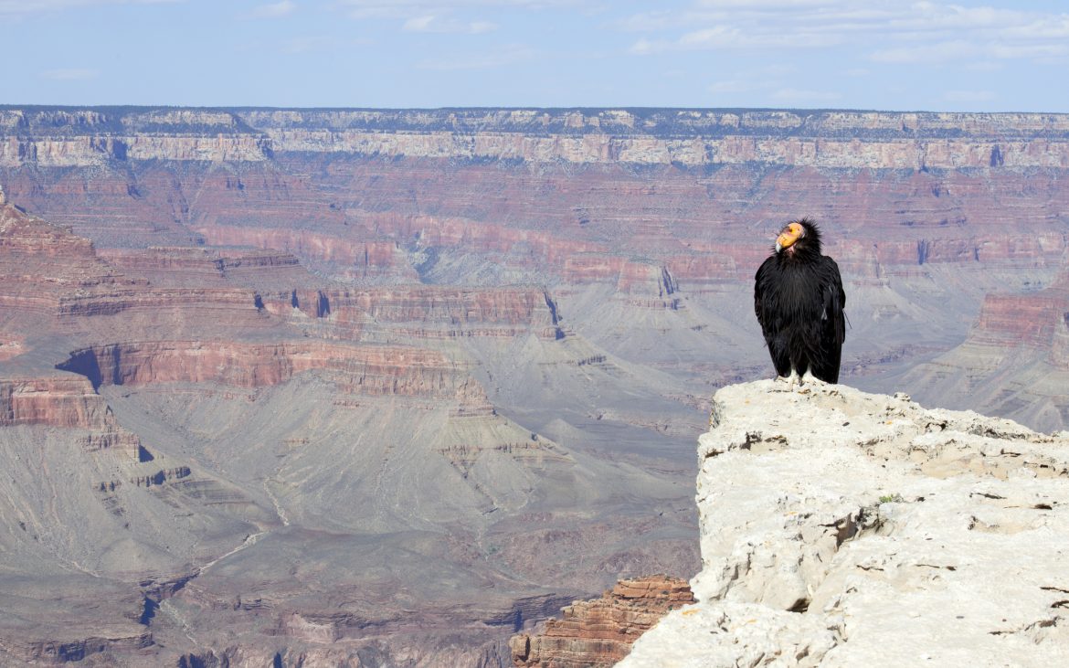 Black California Condor sitting on top of rocky cliff in Grand Canyon