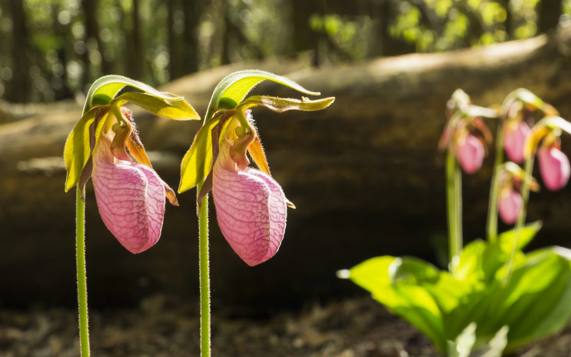 Close up of Wildflower Pink Lady's Slipper blooming