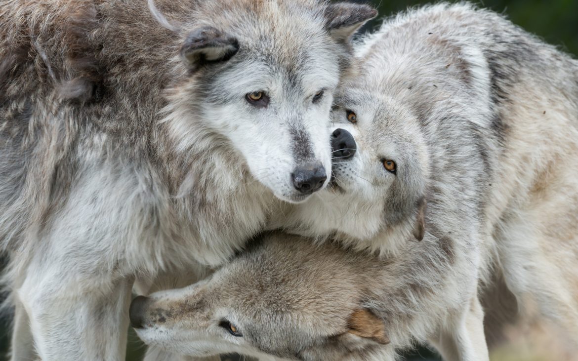 Three grey wolves cuddling