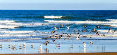 Beach and Pacific Ocean at Lincoln City, Oregon with seagulls