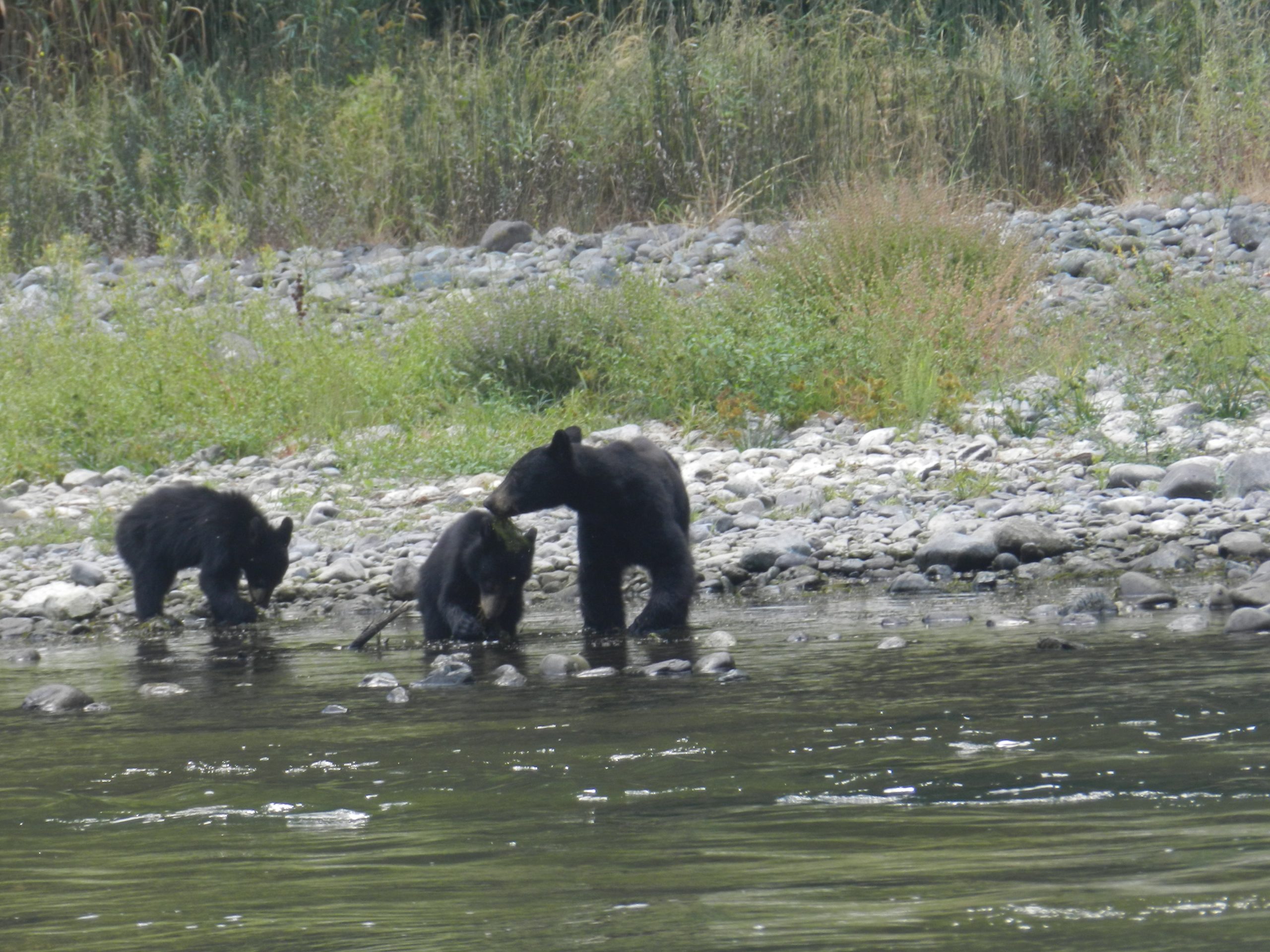 Family of bears playing along river bank