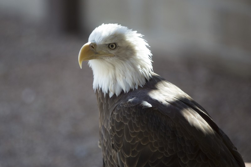 Eagle staring into the distance while perched
