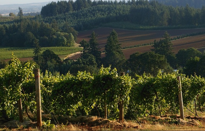 Rows of green wine vineyards