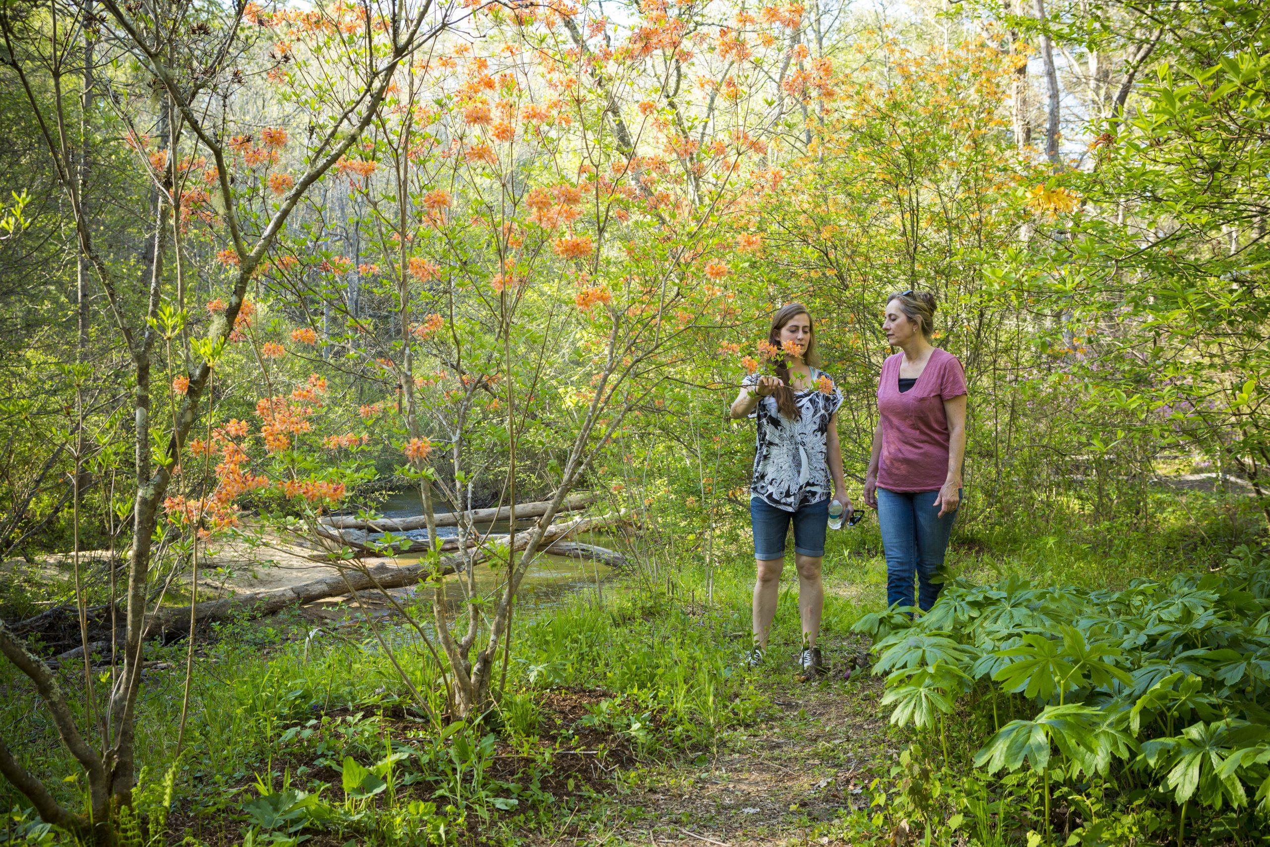 Two ladies hiking in beautiful gardens with azaleas