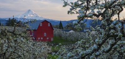 White blooming flowers on tree in focus with red barn and snow capped mountain