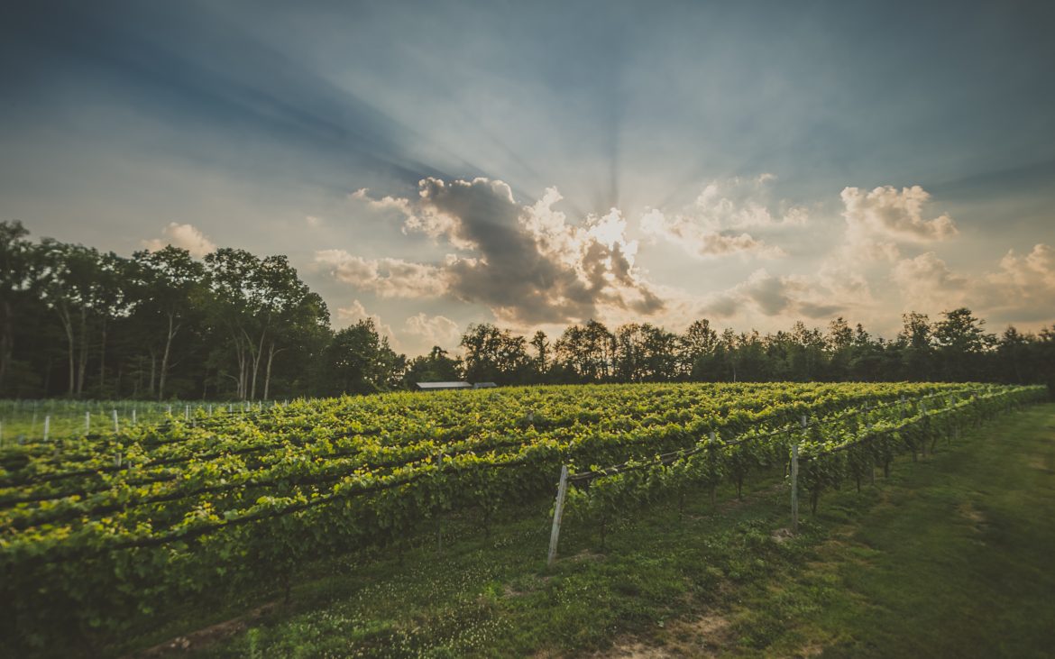 Beautiful sunset over lush wine vineyards