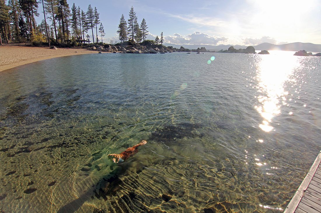 A dog cools off in Lake Tahoe under a hot sun. Photo: Nevada Tourism