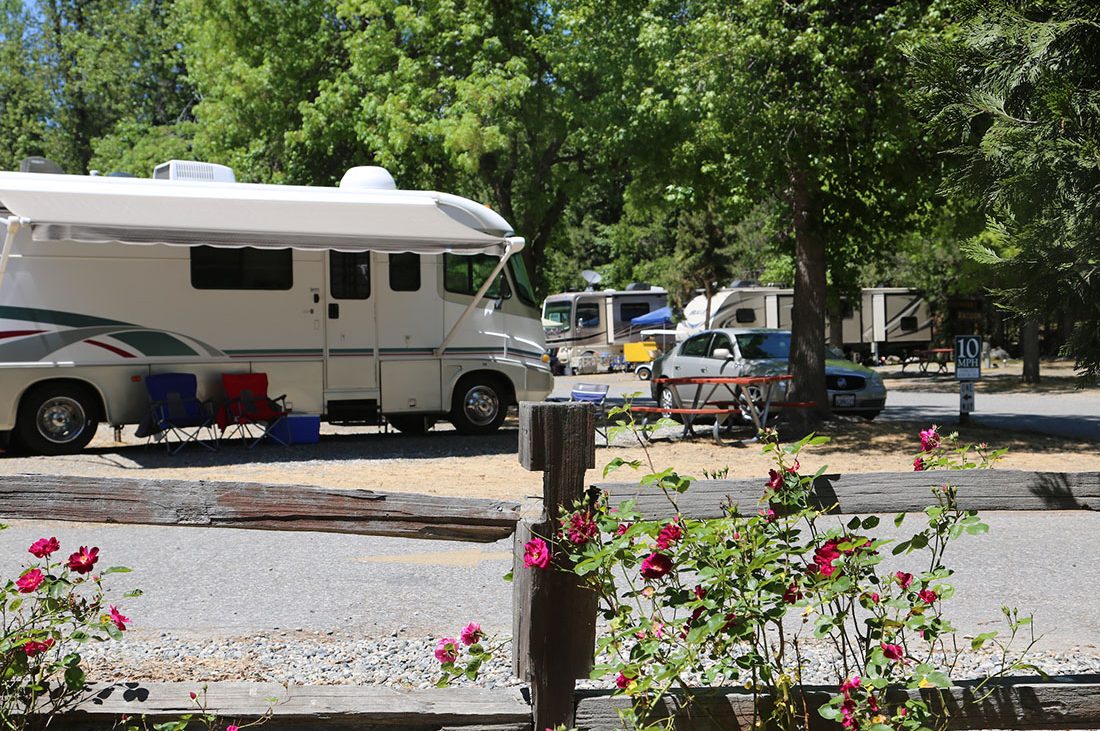 An RV parked in a forested area with roses in the foreground in Yosemite.