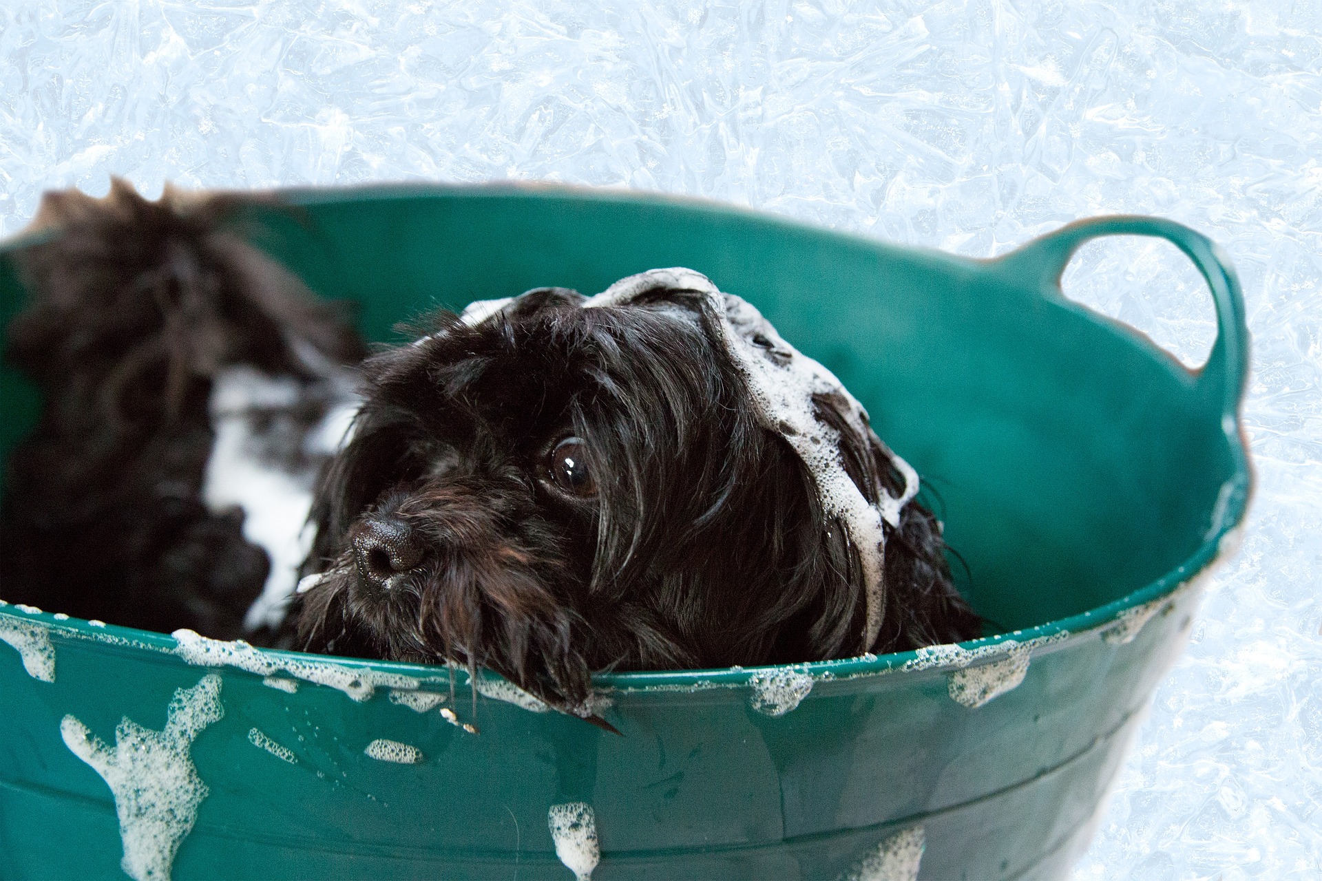 Black dog in green tub with suds.