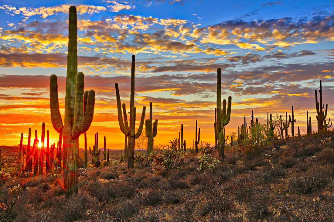 Saguaro cactuses tower over a desert landscape as the sun sets on the horizon.