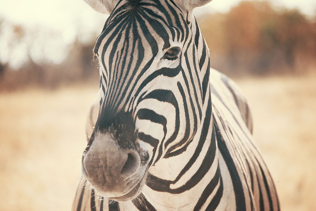 A close-up shot of a rather sketchy-looking zebra.