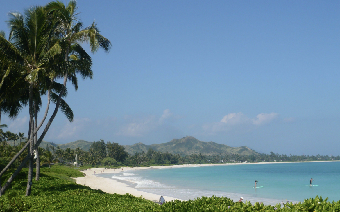 Palm trees near white sandy beach with stand up paddle boarders