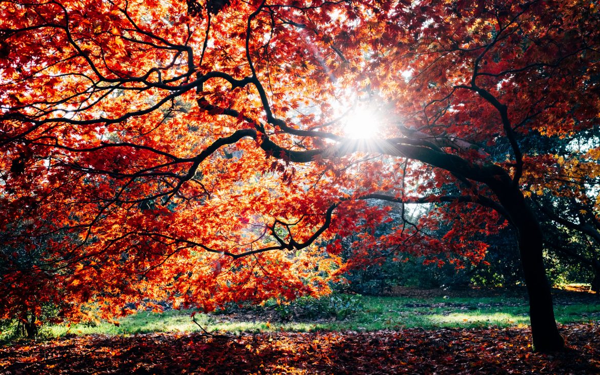 Beautiful tree with orange and yellow leaves and sun shining through