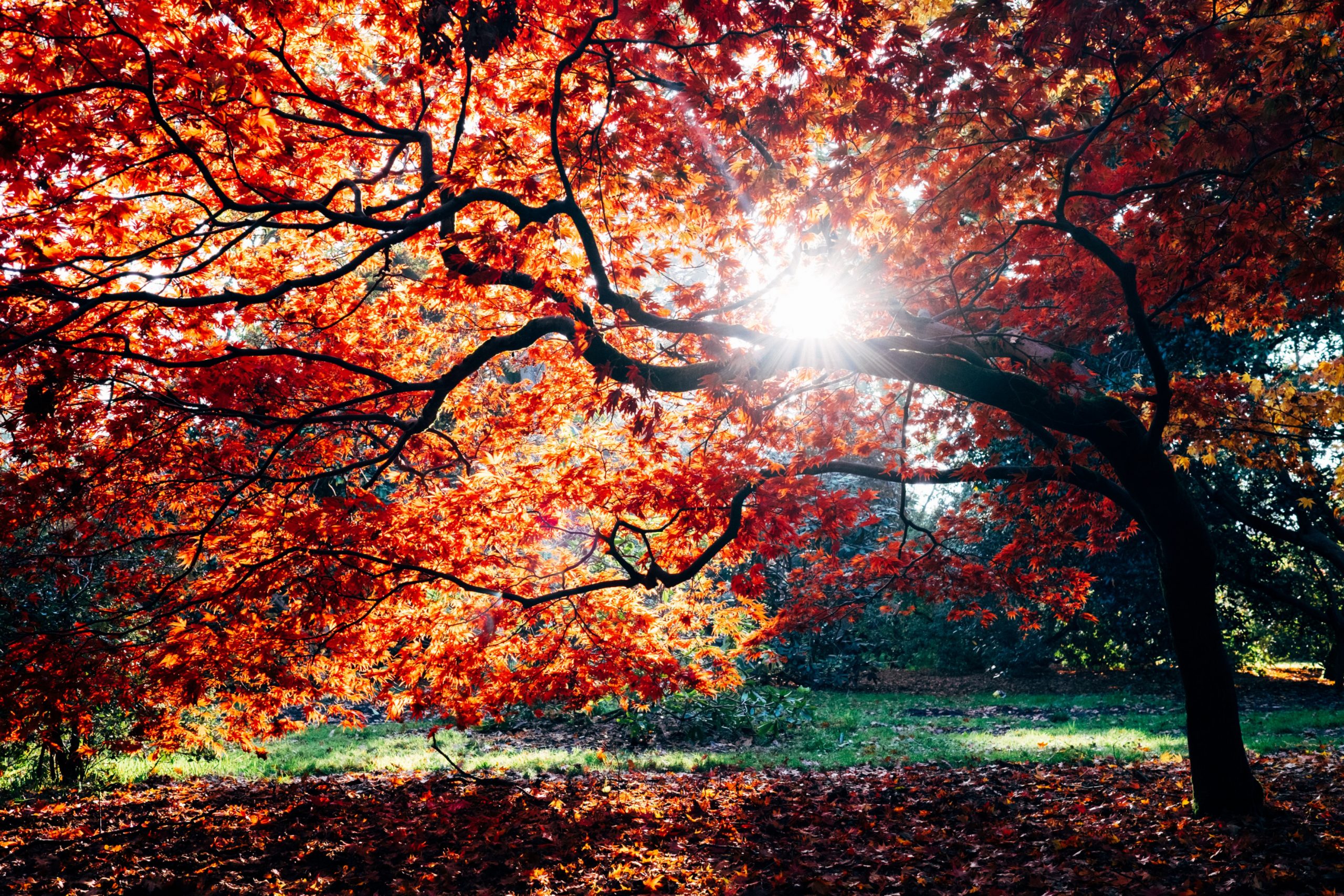 Beautiful tree with orange and yellow leaves and sun shining through