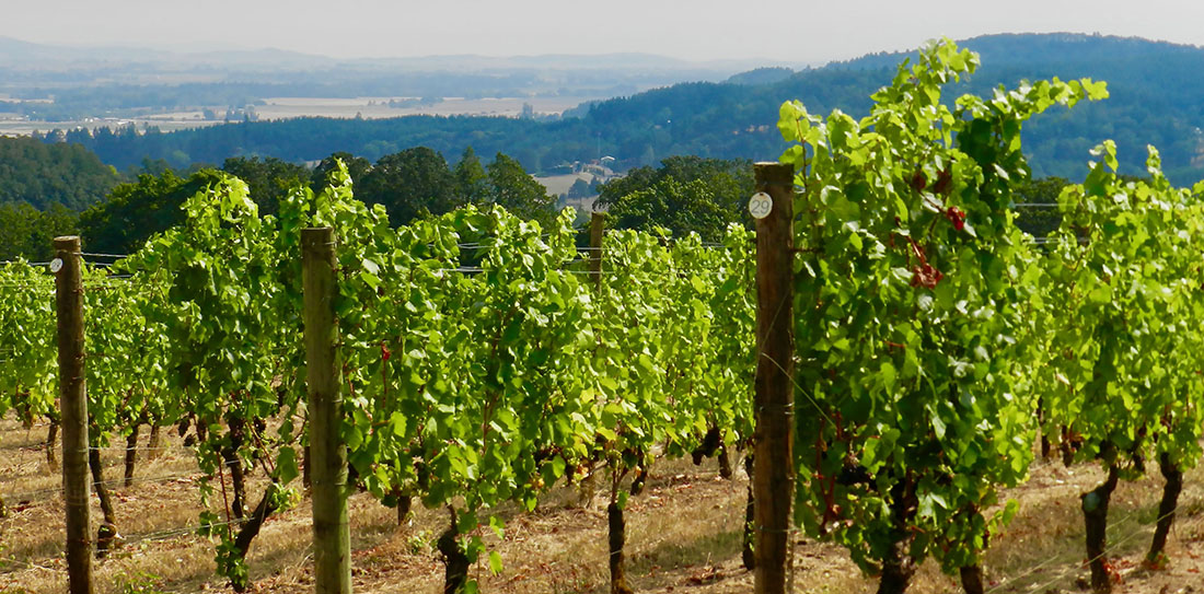 Vineyard with lush vines in McMinnville, Oregon