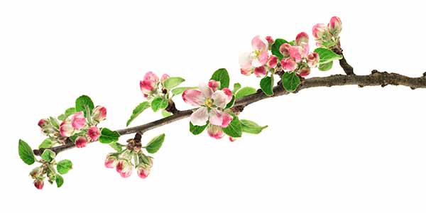 Apple Blossom Branch with Pink Flowers