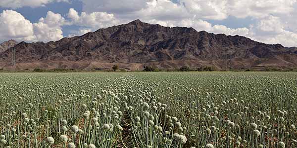 Onion field near Yuma Arizona