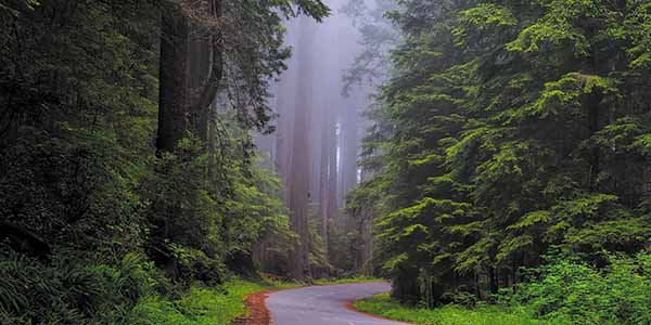 A road winds through a fog-shrouded landscape in Redwood National Park