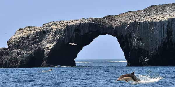 Ocean with Rock Arch with cavorting dolphin in foreground.