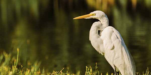 An egret stands on a grass bank.