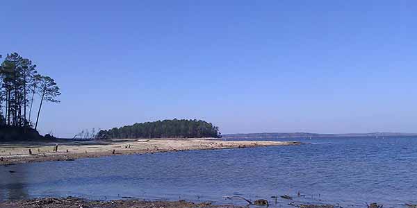 A stretch of beach with tall trees near the shore.