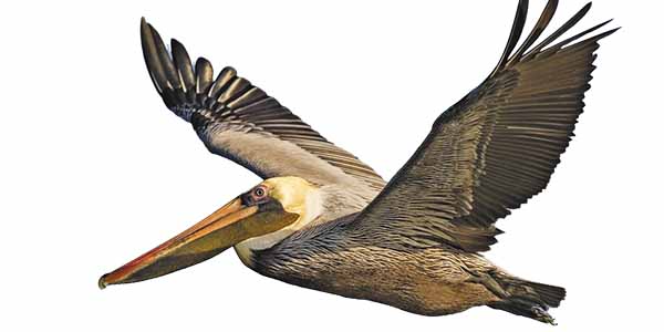 Brown Pelican with wings spread
