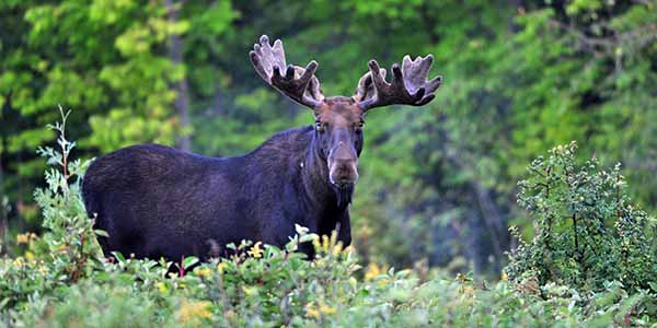 Bull Moose in a forest