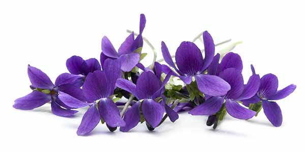 Bunch of purple violets