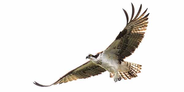 Large bird with wings spread