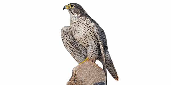 Large falcon-like bird on a rock