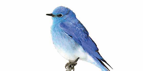 Tiny blue bird with white underside