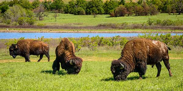 Brown buffalo in a grassy field