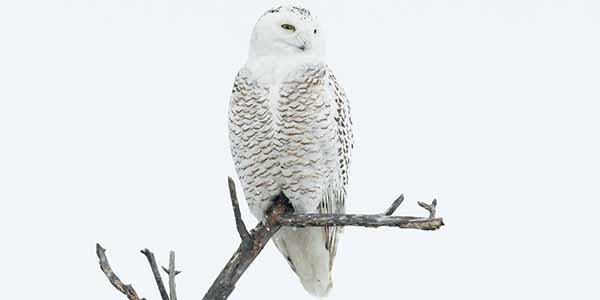 White owl with black markings on a branch