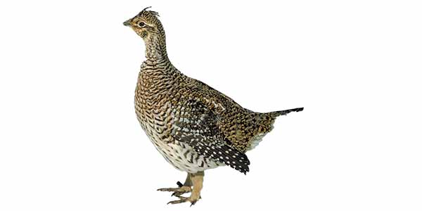 Rotund chicken-like bird with brown and white markings