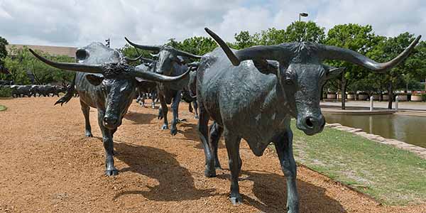 Bronze steers in a large sculpture in Pioneer Park