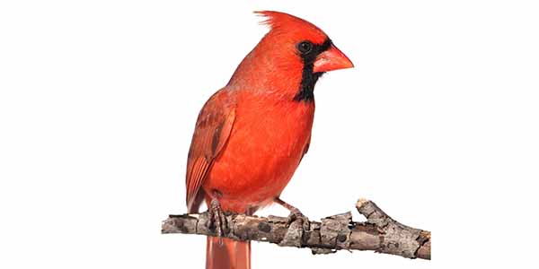Red bird with black face