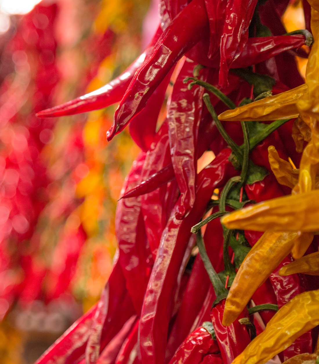 Red and yellow chili peppers hung up for display.