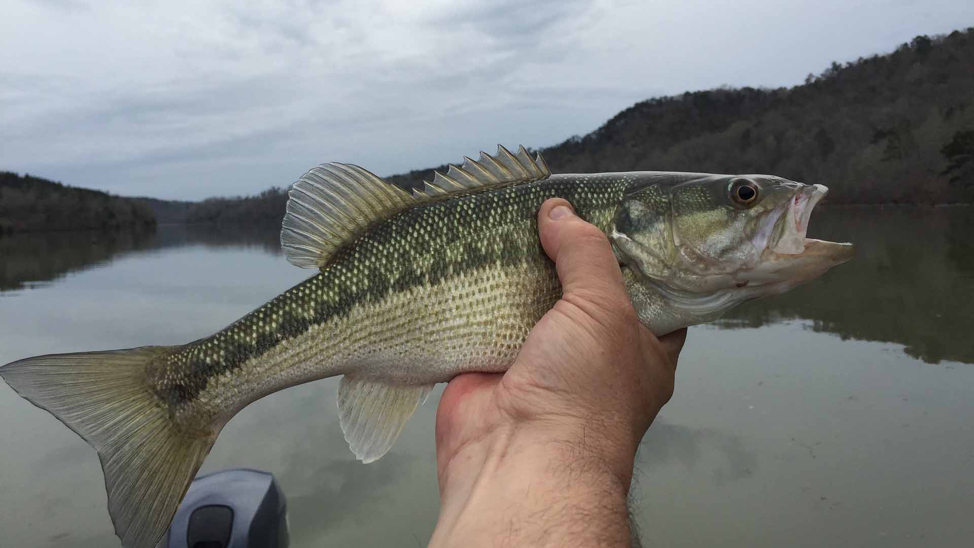 A hand holds up a spotted bass against a lake background.