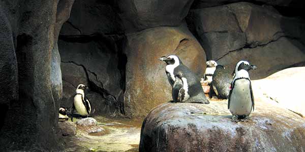 Penguins on display at the Georgia Aquarium in Atlanta, GA