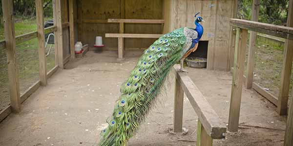 A peacock in it's cage, Andallusia Farm, Home of Flannery O'Connor - Baldwin County