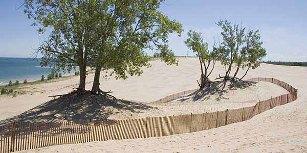 A picket fence encircles two small tree on a pleasant beach.