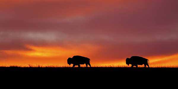 Buffalo roam on a grassy horizon