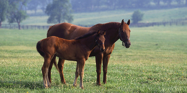 A horse and its foal in a grassy field.